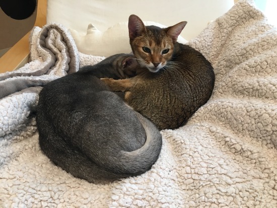 1A27A6CC-1D7D-44EB-A22E-FC31A29C4B2D