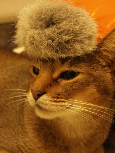 joli!joli!のおうちごはんとおかしとねこ♪