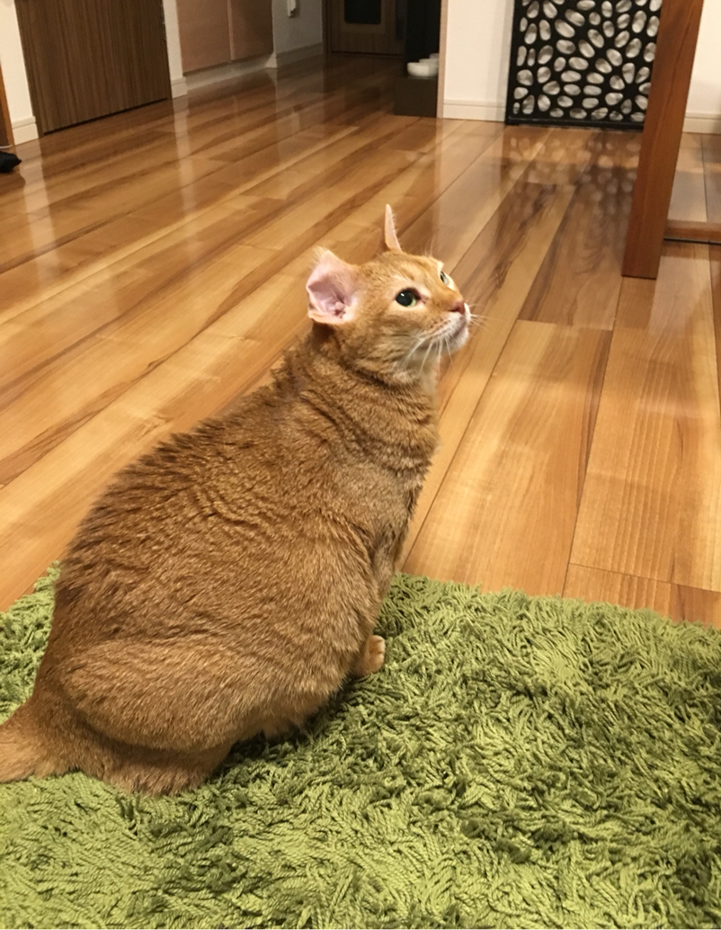 お尻拭きをおねだりする ひな子 おうちごはんとおかしとねこ Powered By ライブドアブログ お尻拭きをおねだりする ひな子 おうちごはんとおかしとねこ Powered By ライブドアブログ