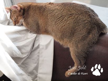 joli!joli!のおうちごはんとおかしとねこ♪