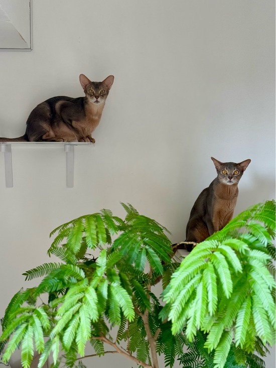 FullSizeRender
