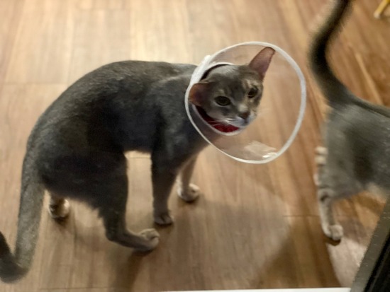 FullSizeRender