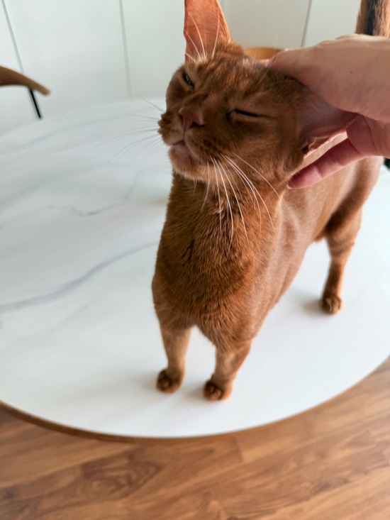 FullSizeRender