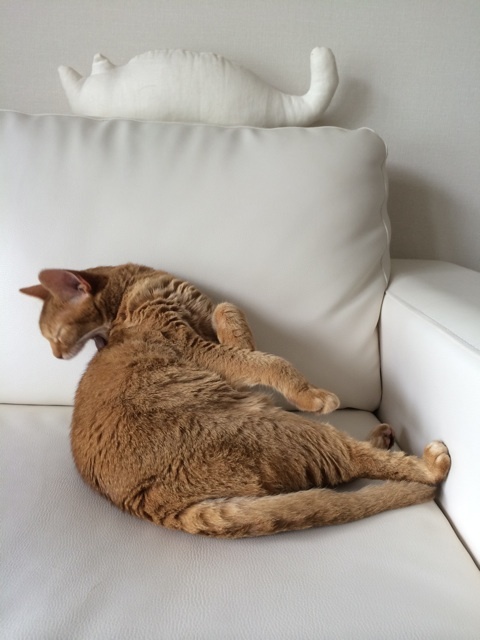 {7952617E-2F51-4737-A670-1D121164E0DD:01}