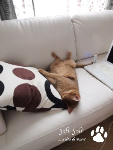 joli!joli!のおうちごはんとおかしとねこ♪