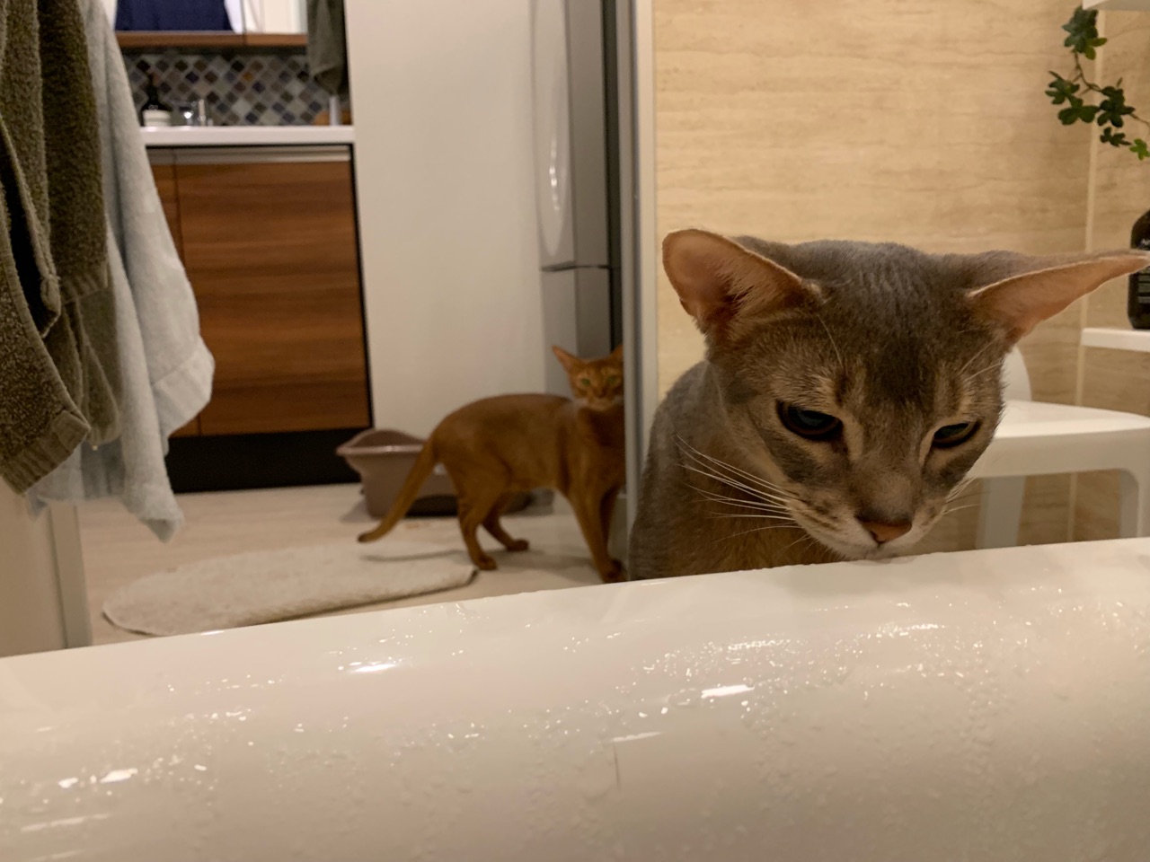 ぼくは、お風呂のお湯が好きです : おうちごはんとおかしとねこ 
