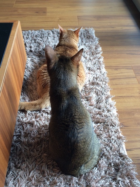 {4238CD86-F79F-4F91-B1E6-82C9EE1C520B:01}