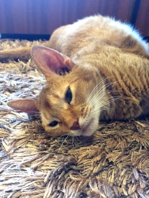 {F9A7D813-04DE-4650-8446-C6941451C188:01}