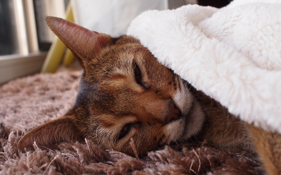 PB140767 のコピー