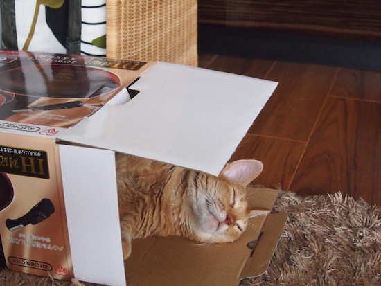 ニャン箱コンテスト おうちごはんとおかしとねこ Powered By ライブドアブログ