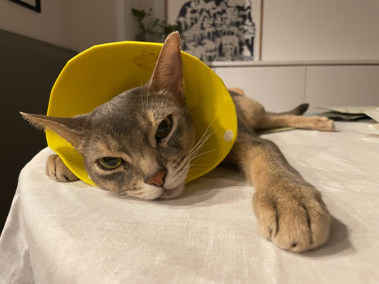 猫も伸びる暑さですね おうちごはんとおかしとねこ Powered By ライブドアブログ