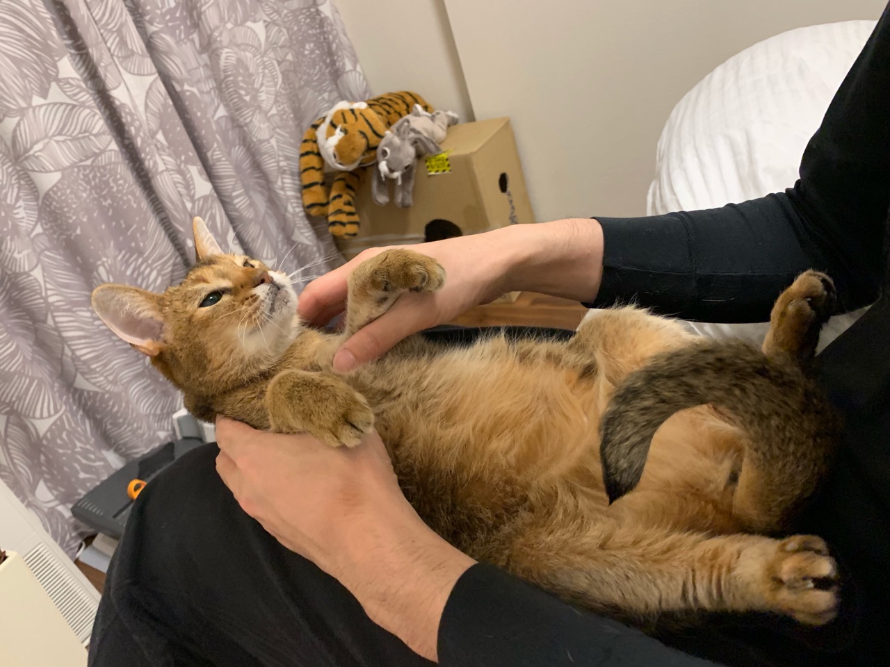 ちび子は例外ねこさん おうちごはんとおかしとねこ Powered By ライブドアブログ ちび子は例外ねこさん おうちごはんとおかしとねこ Powered By ライブドアブログ