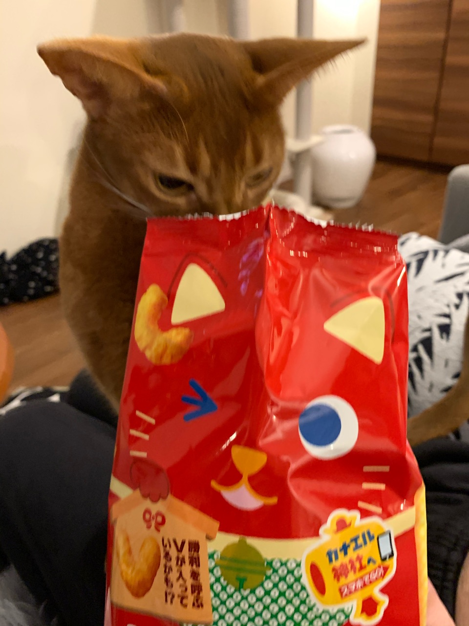 キャラメルコーンに入るひめちゃん おうちごはんとおかしとねこ Powered By ライブドアブログ キャラメルコーンに入るひめちゃん おうちごはんとおかしとねこ Powered By ライブドアブログ