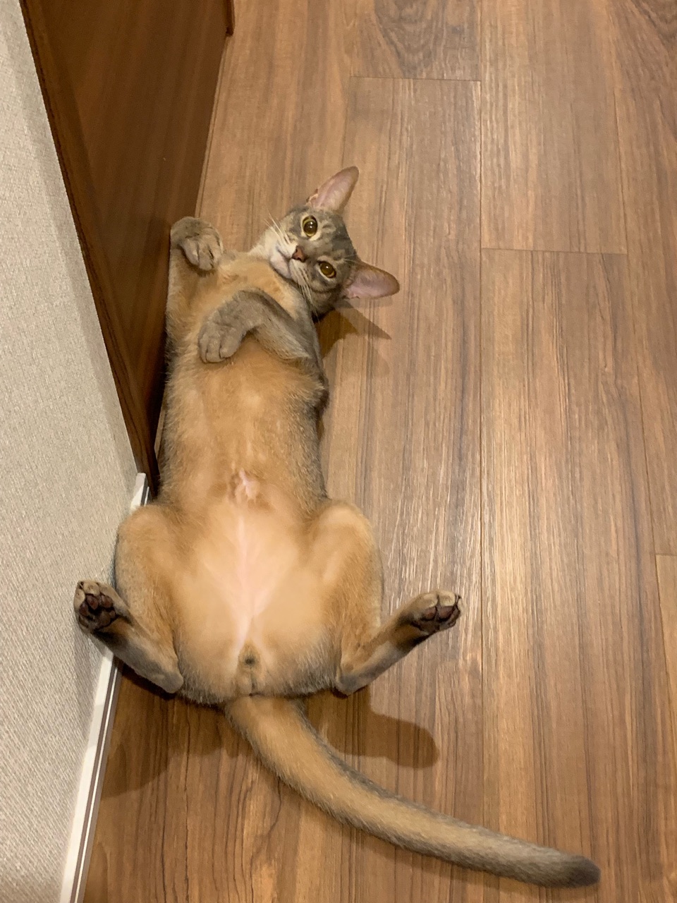 疲れた時に見ると 癒される であろう 写真集 おうちごはんとおかしとねこ Powered By ライブドアブログ