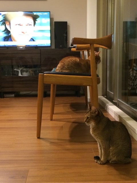 {4BC66117-F86D-4FCD-8AAB-96CBA6F387C4:01}