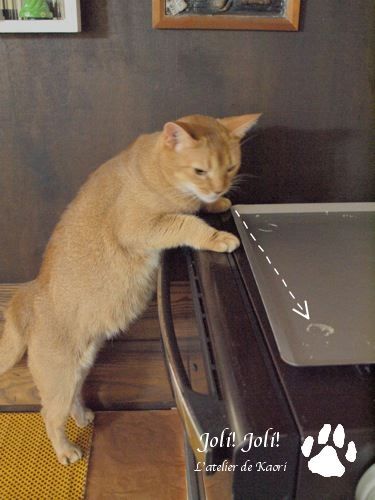 joli!joli!のおうちごはんとおかしとねこ♪