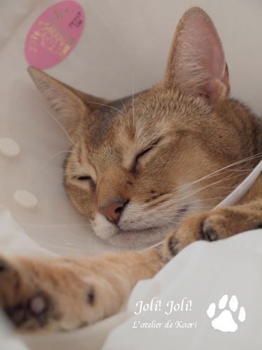 joli!joli!のおうちごはんとおかしとねこ♪