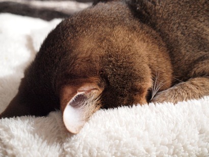 joli!joli!のおうちごはんとおかしとねこ♪