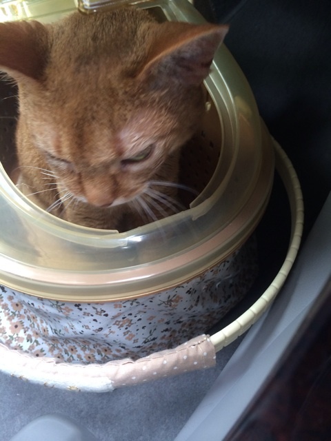 {5629568E-1413-4658-9F5F-A61BA34D7237:01}