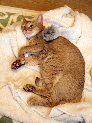 joli!joli!のおうちごはんとおかしとねこ♪