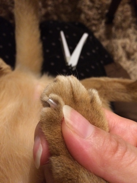 {B2F92AA9-4A83-48A9-8558-0808F5E56F84:01}