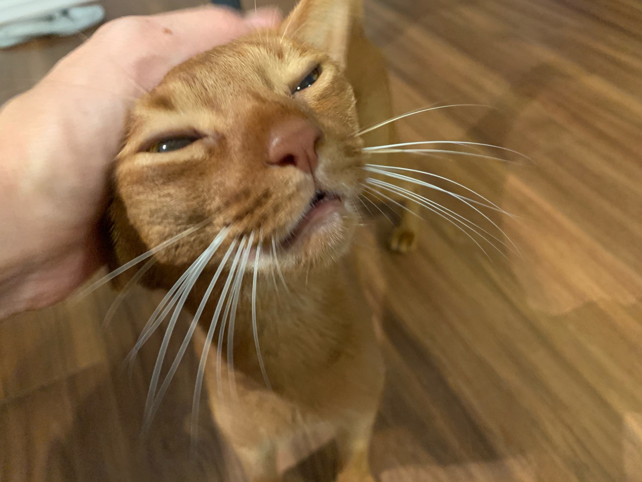 ひめちゃん、便鮮血で病院へ : おうちごはんとおかしとねこ Powered by 