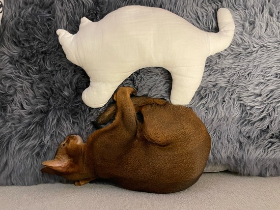 FullSizeRender