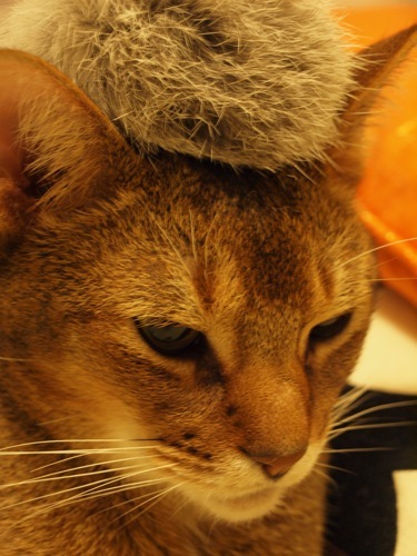 joli!joli!のおうちごはんとおかしとねこ♪