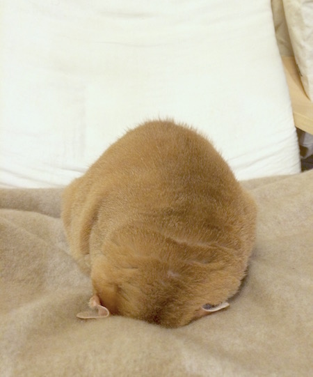 IMG_5824 のコピー