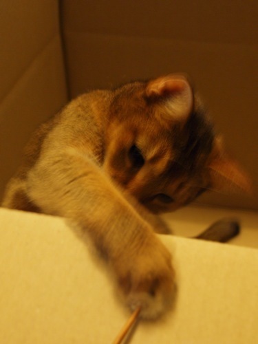 joli!joli!のおうちごはんとおかしとねこ♪