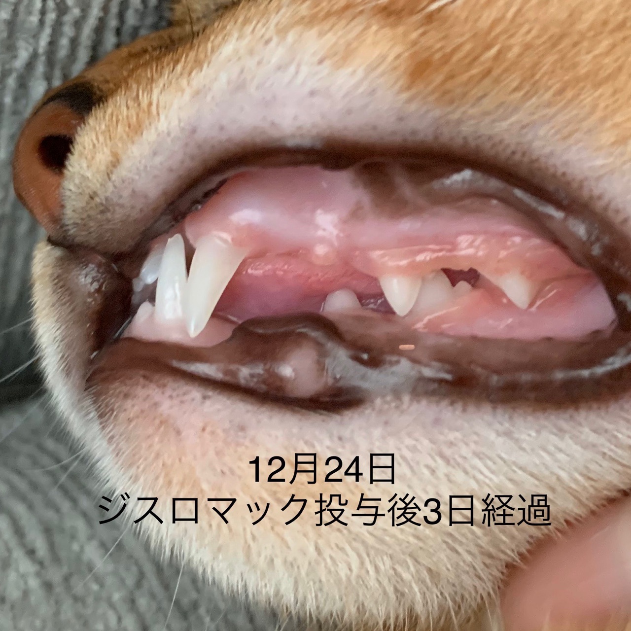 りす子 歯肉炎の経過報告と避妊手術の相談に行く おうちごはんとおかしとねこ Powered By ライブドアブログ