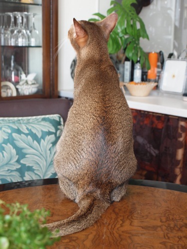 joli!joli!のおうちごはんとおかしとねこ♪