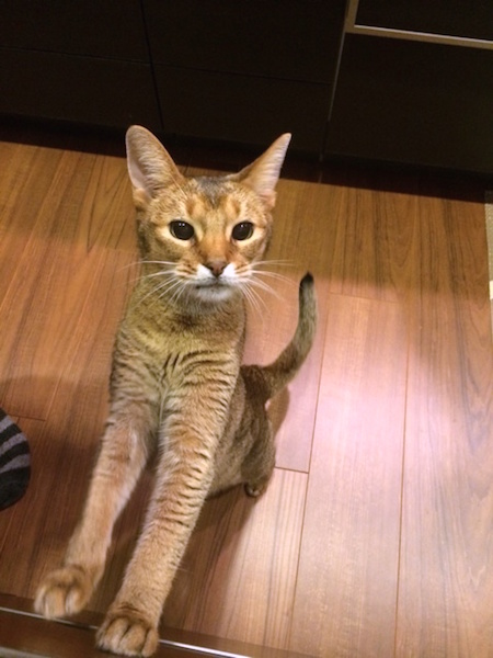 o0480064013121786662