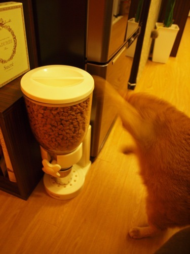 joli!joli!のおうちごはんとおかしとねこ♪