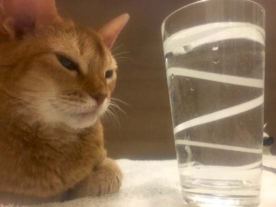 ひな子がお水を飲んでいる スローモーション動画 おうちごはんとおかしとねこ Powered By ライブドアブログ