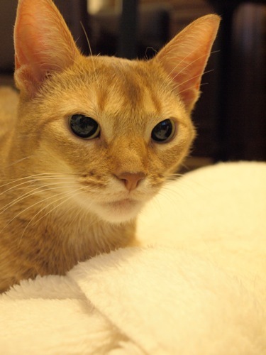 joli!joli!のおうちごはんとおかしとねこ♪