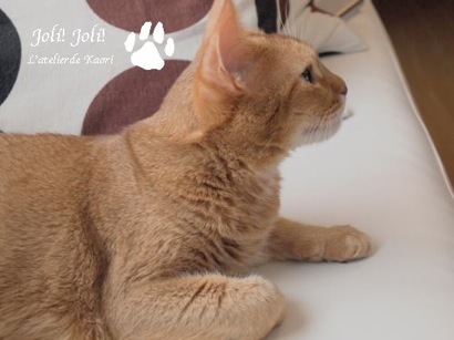 joli!joli!のおうちごはんとおかしとねこ♪