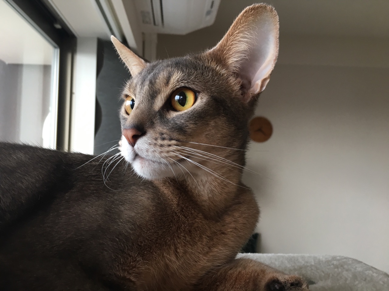 ぼくは 素敵なあのおトイレと再会してしまった おうちごはんとおかしとねこ Powered By ライブドアブログ