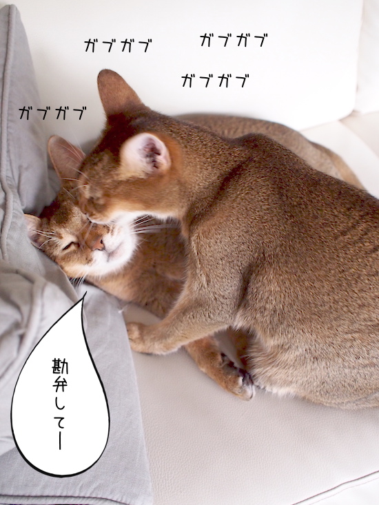 P8258636 のコピー