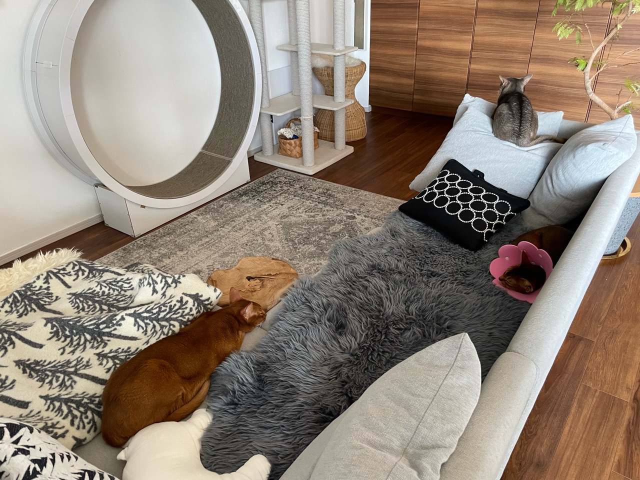 ツチノコ寝? : おうちごはんとおかしとねこ Powered by ライブドアブログ