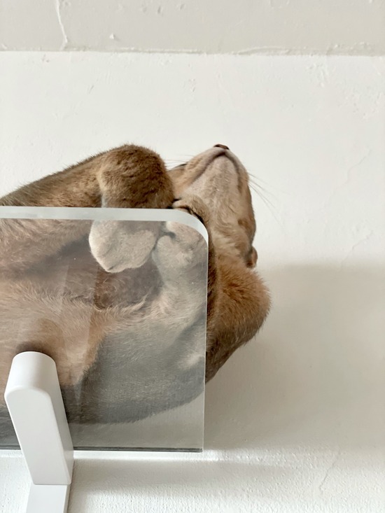 FullSizeRender