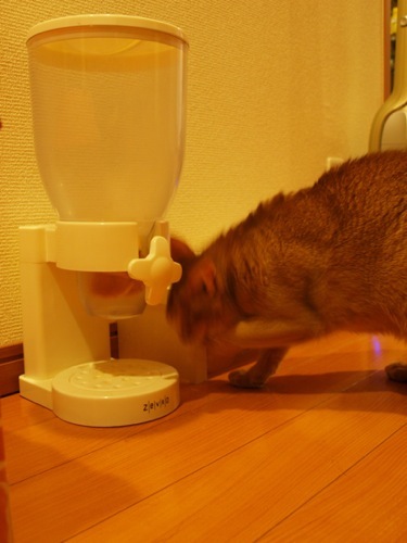 joli!joli!のおうちごはんとおかしとねこ♪