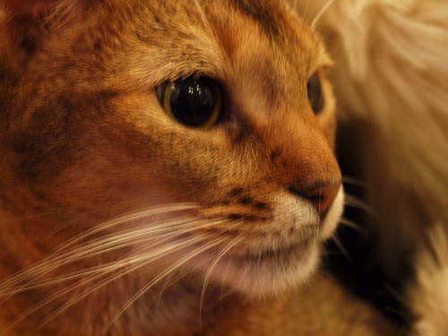 Joli!joli!のブログ