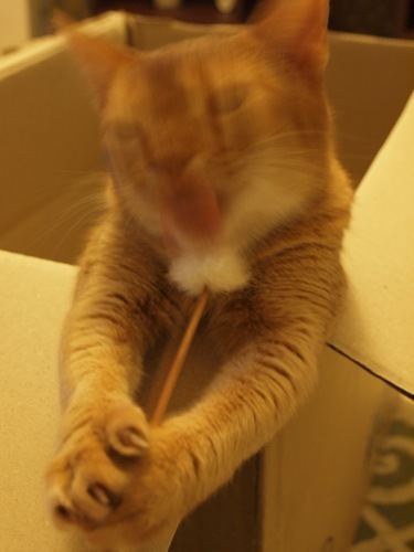 joli!joli!のおうちごはんとおかしとねこ♪