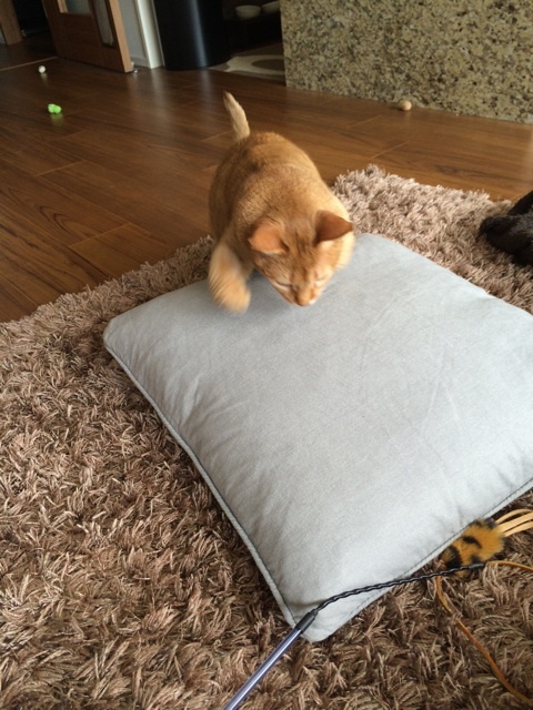 {C41E06B0-7424-4EA4-9B2F-F812540E7EC1:01}