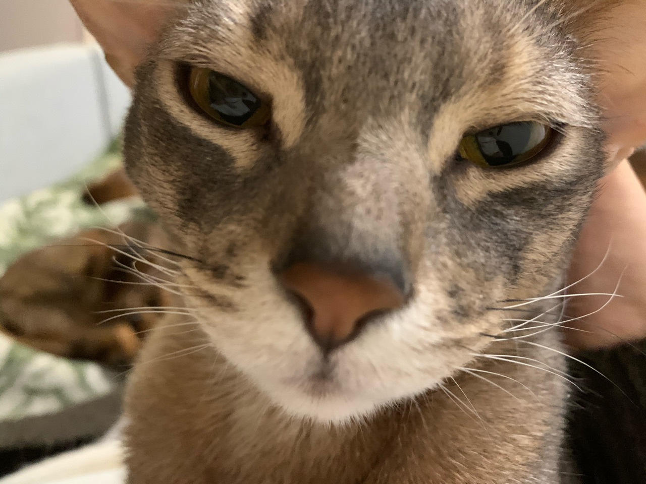 Mbaheblogjpczjg 最新 堂本 光一 ブログ 猫 2547 堂本光一ブログ猫 Mbaheblogjpczjg 最新 堂本 光一 ブログ 猫 2547 堂本光一ブログ猫