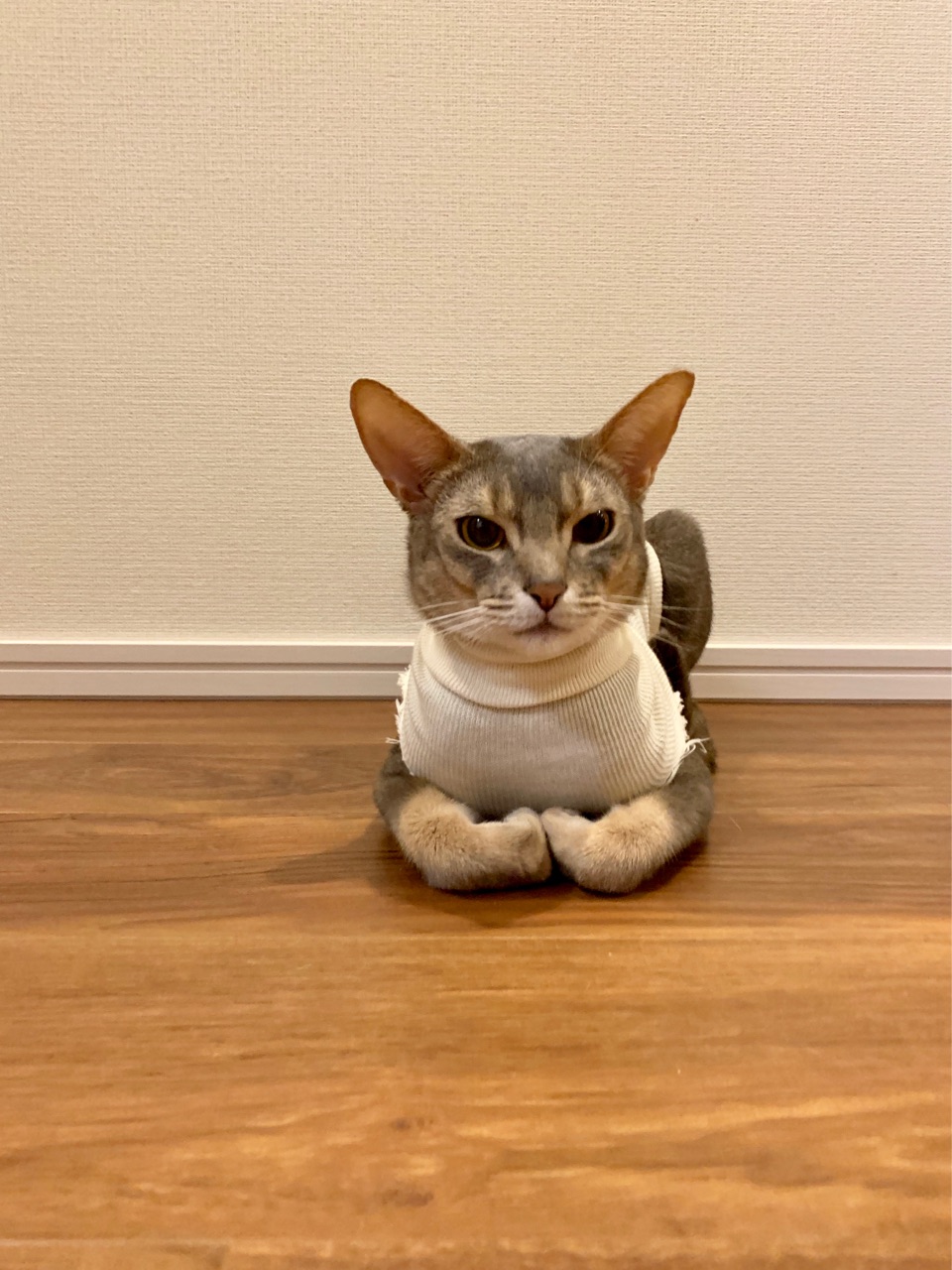 とのの下手くそな香箱座りに指を入れてみる おうちごはんとおかしとねこ Powered By ライブドアブログ