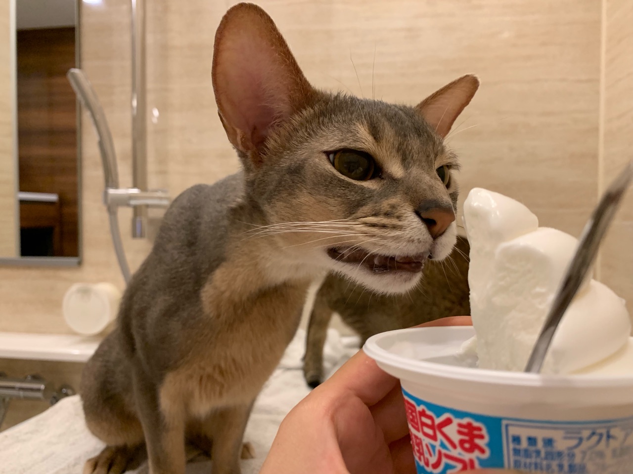 お風呂でアイスを食べるのが好き だけど おうちごはんとおかしとねこ Powered By ライブドアブログ お風呂でアイスを食べるのが好き だけど おうちごはんとおかしとねこ Powered By ライブドアブログ