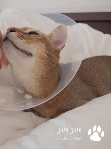 joli!joli!のおうちごはんとおかしとねこ♪