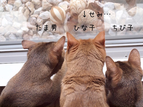 P8114991 のコピー